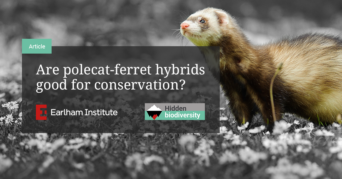 Are polecatferret hybrids good for conservation? Earlham Institute